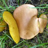 Mushrooms - may or may not be edible!