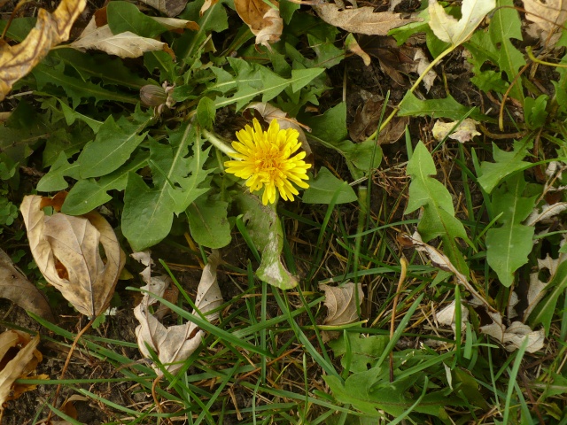 One brave but lonely dandelion