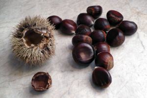 Chestnuts, including one shucked by the squirrels